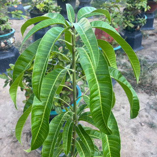 Cây Giống Xoài Úc - Kim Bio Farm - Cao 70cm-1m, Chuẩn Giống, Dễ Trồng, Sai Trái ✅