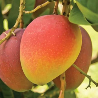 Cây Giống Xoài Úc - Kim Bio Farm - Cao 70cm-1m, Chuẩn Giống, Dễ Trồng, Sai Trái ✅