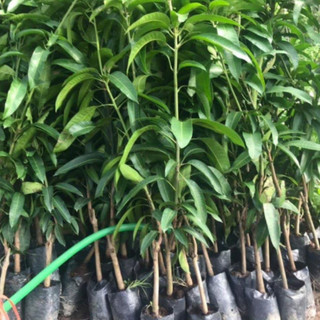 Cây Giống Xoài Úc - Kim Bio Farm - Cao 70cm-1m, Chuẩn Giống, Dễ Trồng, Sai Trái ✅