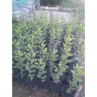(combo 2 cây)Cây quách [cây cao từ 33_40cm, bầu nhỏ (bầu ươm cao 8cm, đường kính 6cm)] cây khỏe phát triển tốt