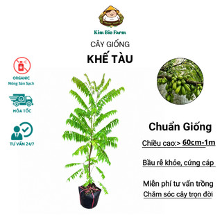 Cây Giống Khế Tàu KimBioFarm - Chuẩn Giống, Dễ Trồng, Sai Trái Cao 60cm-1m