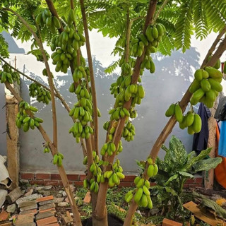 Cây Giống Khế Tàu KimBioFarm - Chuẩn Giống, Dễ Trồng, Sai Trái Cao 60cm-1m