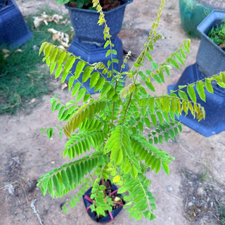 Cây Giống Khế Tàu KimBioFarm - Chuẩn Giống, Dễ Trồng, Sai Trái Cao 60cm-1m