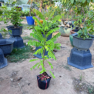 Cây Giống Khế Tàu KimBioFarm - Chuẩn Giống, Dễ Trồng, Sai Trái Cao 60cm-1m