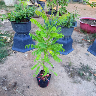 Cây Giống Khế Tàu KimBioFarm - Chuẩn Giống, Dễ Trồng, Sai Trái Cao 60cm-1m