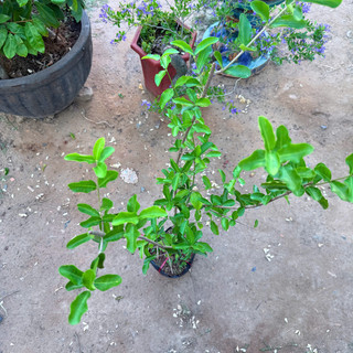 Cây Giống Sơ Ri KimBioFarm - Chuẩn Giống, Dễ Trồng, Sai Trái Cao 60cm-1m
