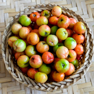 Cây Giống Sơ Ri KimBioFarm - Chuẩn Giống, Dễ Trồng, Sai Trái Cao 60cm-1m
