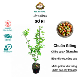Cây Giống Sơ Ri KimBioFarm - Chuẩn Giống, Dễ Trồng, Sai Trái Cao 60cm-1m