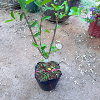 Cây Giống Sơ Ri KimBioFarm - Chuẩn Giống, Dễ Trồng, Sai Trái Cao 60cm-1m