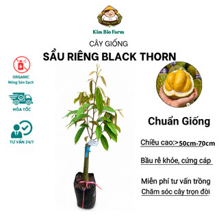 Cây Giống Sầu Riêng Black Thorn - Kim Bio Farm - Nhanh Cho Trái, Giá Trị Kinh Tế Cao