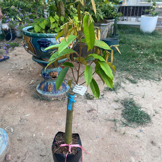 Cây Giống Sầu Riêng Black Thorn - Kim Bio Farm - Nhanh Cho Trái, Giá Trị Kinh Tế Cao