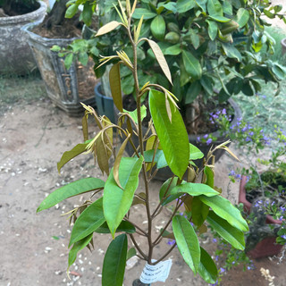 Cây Giống Sầu Riêng Black Thorn - Kim Bio Farm - Nhanh Cho Trái, Giá Trị Kinh Tế Cao