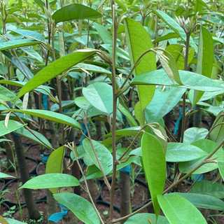 Cây Giống Sầu Riêng Black Thorn - Kim Bio Farm - Nhanh Cho Trái, Giá Trị Kinh Tế Cao