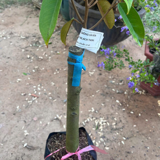Cây Giống Sầu Riêng Black Thorn - Kim Bio Farm - Nhanh Cho Trái, Giá Trị Kinh Tế Cao