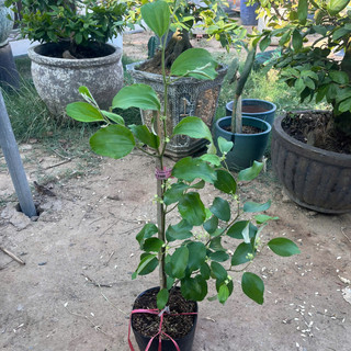 Cây Giống Táo Thái - Kim Bio Farm - Cao 60cm-80cm, Chuẩn Giống, Dễ Trồng, Sai Trái