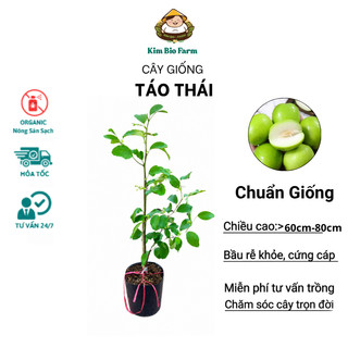 Cây Giống Táo Thái - Kim Bio Farm - Cao 60cm-80cm, Chuẩn Giống, Dễ Trồng, Sai Trái