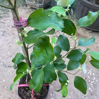 Cây Giống Táo Thái - Kim Bio Farm - Cao 60cm-80cm, Chuẩn Giống, Dễ Trồng, Sai Trái