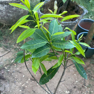 Cây Giống Thanh Trà Chua - Kim Bio Farm - Cao 60cm-80cm, Chuẩn Giống, Dễ Trồng ✅