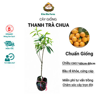 Cây Giống Thanh Trà Chua - Kim Bio Farm - Cao 60cm-80cm, Chuẩn Giống, Dễ Trồng ✅