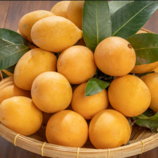 Cây Giống Thanh Trà Chua - Kim Bio Farm - Cao 60cm-80cm, Chuẩn Giống, Dễ Trồng ✅