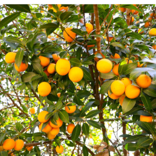 Cây Giống Thanh Trà Chua - Kim Bio Farm - Cao 60cm-80cm, Chuẩn Giống, Dễ Trồng ✅