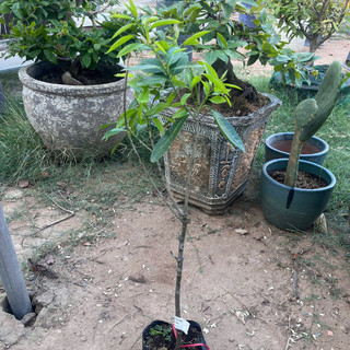 Cây Giống Thanh Trà Chua - Kim Bio Farm - Cao 60cm-80cm, Chuẩn Giống, Dễ Trồng ✅