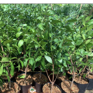 Cây Giống Thanh Trà Chua - Kim Bio Farm - Cao 60cm-80cm, Chuẩn Giống, Dễ Trồng ✅