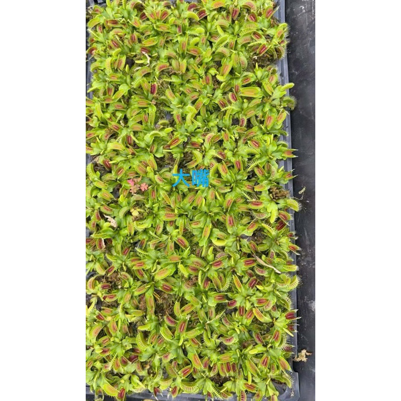 NẮP ẤM bẫy kep–  mini ĐỘC LẠ, BẮT CÔN TRÙNG, TRANG TRÍ CỰC CHẤT 🌿