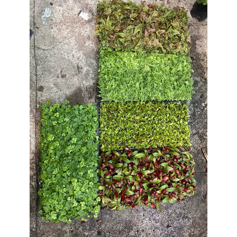 NẮP ẤM bẫy kep–  mini ĐỘC LẠ, BẮT CÔN TRÙNG, TRANG TRÍ CỰC CHẤT 🌿
