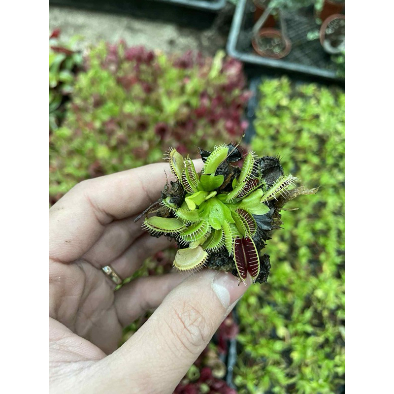 NẮP ẤM bẫy kep–  mini ĐỘC LẠ, BẮT CÔN TRÙNG, TRANG TRÍ CỰC CHẤT 🌿