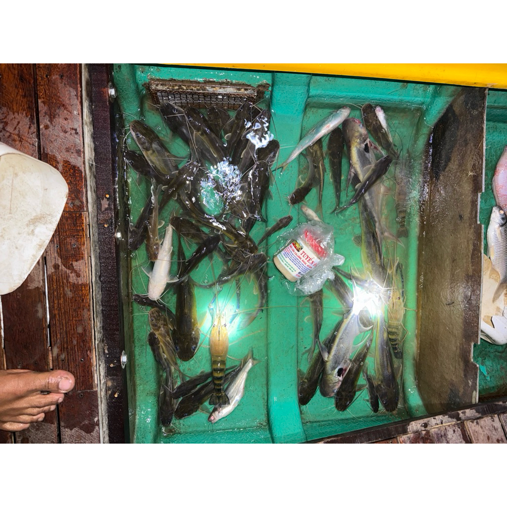 mồi câu cá lăng 1kg cực nhạy