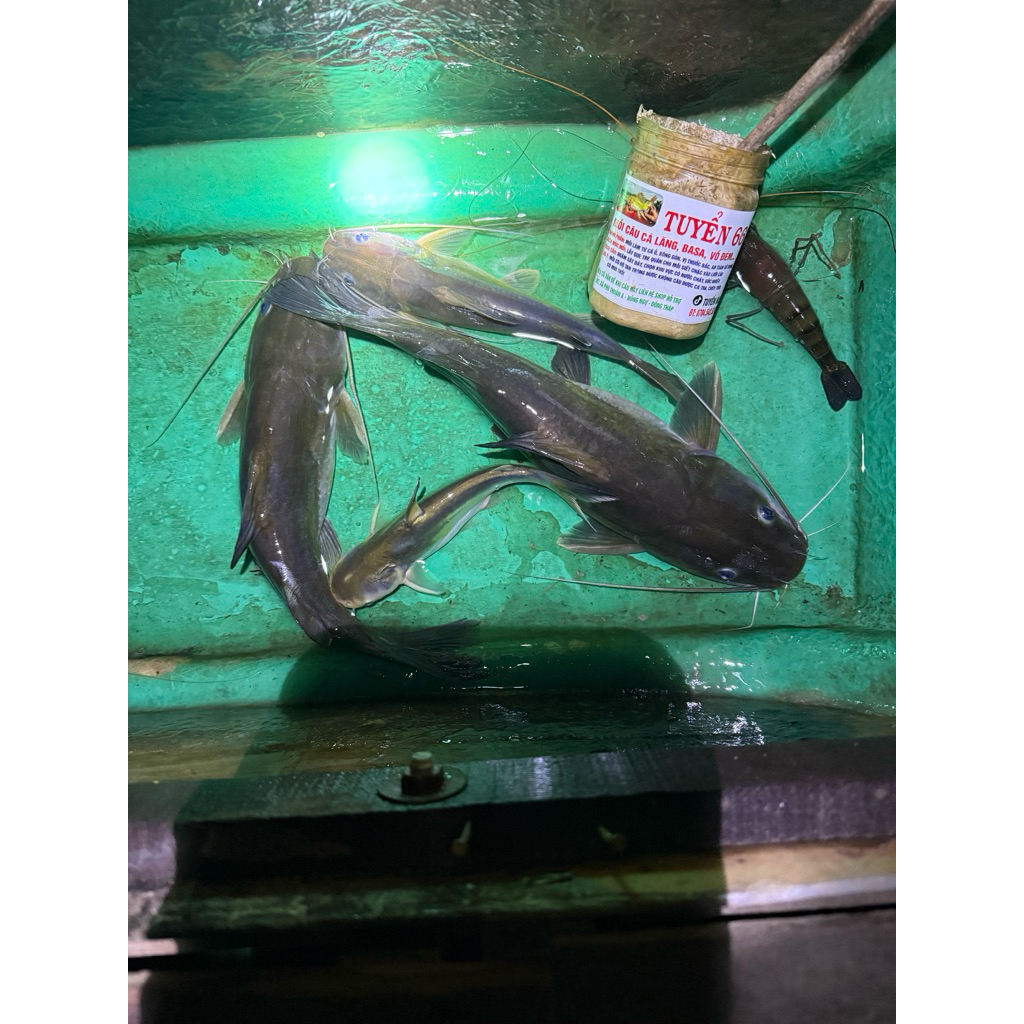 mồi câu cá lăng 1kg cực nhạy