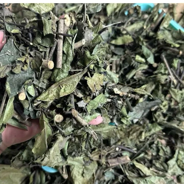 1kg lá xạ đen ít cành chuẩn Hoà Bình