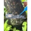 Loa Ngoài Thay Thế Cho IP Từ 11-15Promax, Hàng New , Bảo Hành 6 Tháng