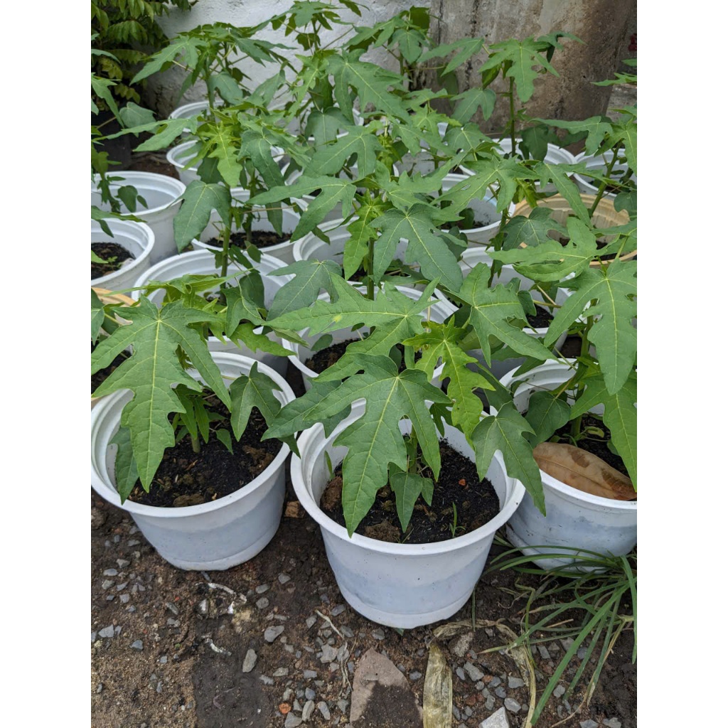 Cây Đu Đủ BÁC HAI GARDEN - Cây Ăn Quả Trồng Chậu Sân Thượng, Sân Vườn, Cây Giống Phong Thủy Đủ Đầy Dễ Chăm