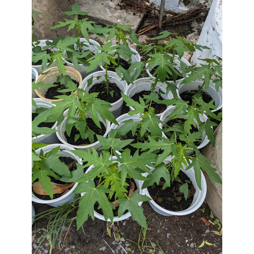 Cây Đu Đủ BÁC HAI GARDEN - Cây Ăn Quả Trồng Chậu Sân Thượng, Sân Vườn, Cây Giống Phong Thủy Đủ Đầy Dễ Chăm
