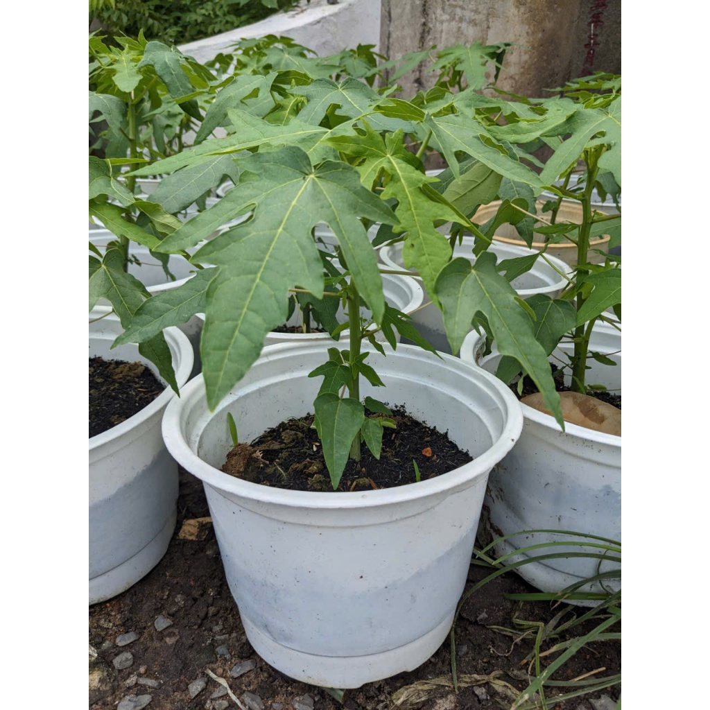 Cây Đu Đủ BÁC HAI GARDEN - Cây Ăn Quả Trồng Chậu Sân Thượng, Sân Vườn, Cây Giống Phong Thủy Đủ Đầy Dễ Chăm