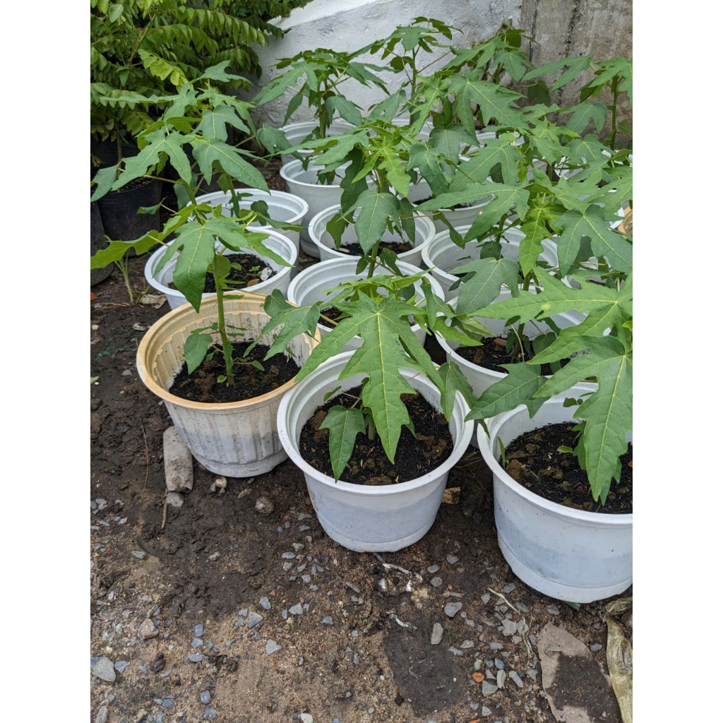 Cây Đu Đủ BÁC HAI GARDEN - Cây Ăn Quả Trồng Chậu Sân Thượng, Sân Vườn, Cây Giống Phong Thủy Đủ Đầy Dễ Chăm