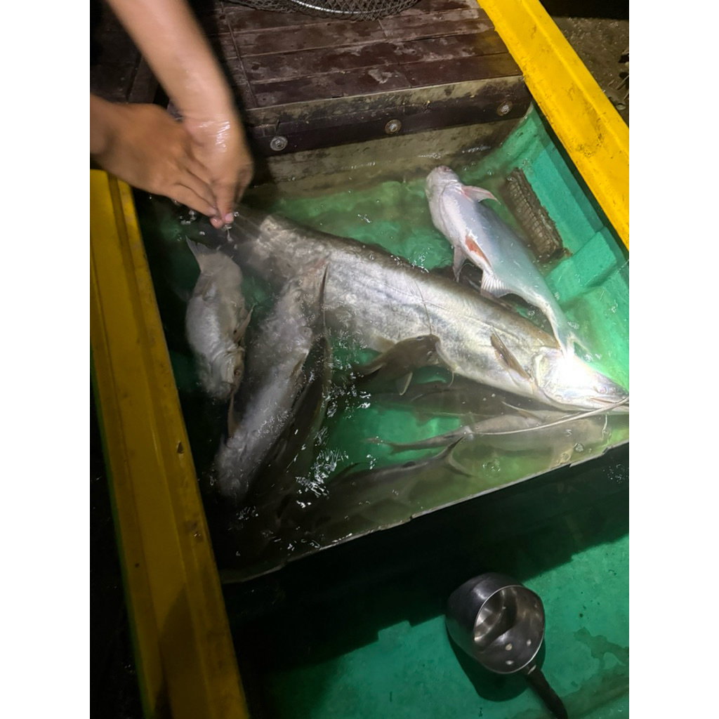 mồi câu cá lăng siêu nhạy 300g