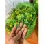 Combo 1kg Cỏ Điểm Cỏ tuyết Cỏ Thông Lá Hồng Lá Táo Hoa Giả Nhựa Làm Hoa Trang Trí Handmade DUHA 144