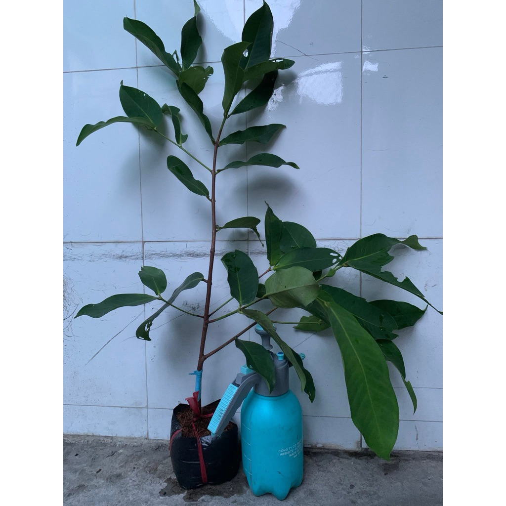 CÂY GIỐNG MẬN NGỌC BÍCH ĐÀI LOAN.