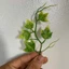 100g Cỏ Điểm Cỏ Móc Cỏ Điểm Trang Trí Hoa. Dùng Bó Hoa Sáp, Trang Trí Bó, Giỏ Hoa Các Loại. DUHA 144