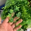100g Cỏ Điểm Cỏ Móc Cỏ Điểm Trang Trí Hoa. Dùng Bó Hoa Sáp, Trang Trí Bó, Giỏ Hoa Các Loại. DUHA 144
