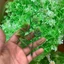 100g Cỏ Điểm Cỏ Móc Cỏ Điểm Trang Trí Hoa. Dùng Bó Hoa Sáp, Trang Trí Bó, Giỏ Hoa Các Loại. DUHA 144