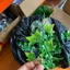100g Cỏ Điểm Cỏ Móc Cỏ Điểm Trang Trí Hoa. Dùng Bó Hoa Sáp, Trang Trí Bó, Giỏ Hoa Các Loại. DUHA 144