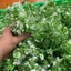 100g Cỏ Điểm Đã Nhặt Sạch Trang Trí Hoa. Dùng Bó Hoa Sáp, Trang Trí Bó, Giỏ Hoa Các Loại. DUHA 145
