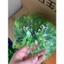 Bịch 500g Cỏ Điểm Hoa Cúc Hoạ Mi Nhựa Đã Nhặt Sach DUHA 145
