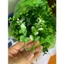 Combo 1kg Cỏ Điểm Đã Nhặt Sach Tùng Kim Nhựa, Quả Thông Xanh DUHA 145