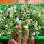 500g Cỏ Điểm Đã Nhặt Sạch Cọng Hoa Sáp , Hoa Giấy, Hoa Lụa DUHA 145
