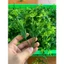 Combo 500g Cỏ Điểm Cành Táo Hoa Cúc Đã Bỏ Gọng Dùng Để Trang Trí, Bó Hoa, Cúc Hoạ Mi, Cúc Tana DUHA 146